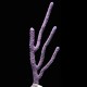 Polyps retracted - Purple Candelabra Eco-Gorg™ (Plexaura flexuosa)