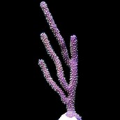 Purple Candelabra Eco-Gorg&trade; (Plexaura flexuosa)
