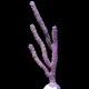 Purple Candelabra Eco-Gorg™ (Plexaura flexuosa)