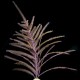 Purple Plume Eco-Gorg™ (Pseudopterogorgia bipinnata)