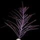 Purple Plume Eco-Gorg™ (Pseudopterogorgia bipinnata)