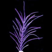 Purple Plume Eco-Gorg&trade; (Pseudopterogorgia bipinnata)