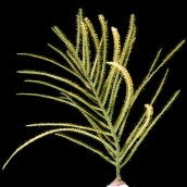 Purple Plume Eco-Gorg&trade; (Pseudopterogorgia bipinnata)