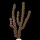 Purple Eunice Eco-Gorg™ (Eunicea sp.)