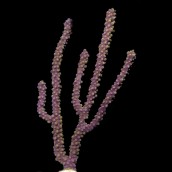 Purple Eunice Eco-Gorg&trade; (Eunicea sp.)