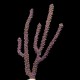 Purple Eunice Eco-Gorg™ (Eunicea sp.)