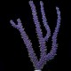 Purple Eunice Eco-Gorg™ (Eunicea sp.)