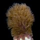 Corky Eco-Gorg™ (Briareum asbestinum)