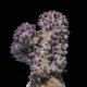 Polyps Retracted - Corky Eco-Gorg™ (Briareum asbestinum)