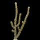 Narrow Eunice Eco-Gorg™ (Eunicea succinea)