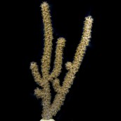 Hazel Eunice Eco-Gorg&trade; (Eunicea succinea)
