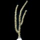 Slender Eunice Eco-Gorg™ (Eunicea succinea)
