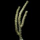 Narrow Eunice Eco-Gorg™ (Eunicea succinea)