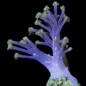 Vargas Purple Monster Cespitularia/Efflatounaria (Heirloom Coral)