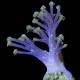 Vargas Purple Monster Cespitularia/Efflatounaria (Heirloom Coral)