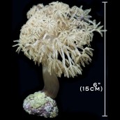 Vargas Giant Pom-Pom Xenia (Heirloom Coral)