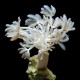 White Pom-Pom Xenia (Xenia umbellata)