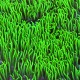 Gables Green Star Polyps (Heirloom Coral)