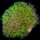 Gables Green Star Polyps (Heirloom Coral)