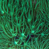 Morpho-Metallic Green Star Polyps (Heirloom Coral)