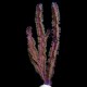 Purple Blade Eco-Gorg™ (Pterogorgia guadalupensis)