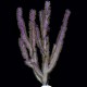 Purple Blade Eco-Gorg™ (Pterogorgia guadalupensis)