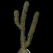 Black Candelabra Eco-Gorg&trade; (Plexaura homomalla)