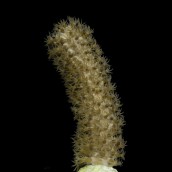 Giant Slitpore