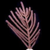Lavender Bottlebrush Eco-Gorg&trade;