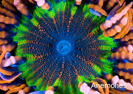 Anemones