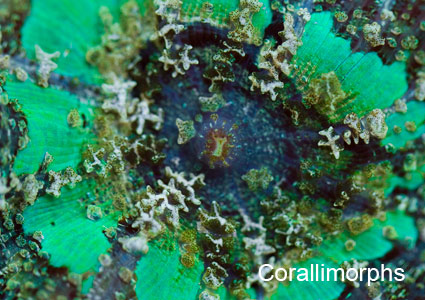 Corallimorphs