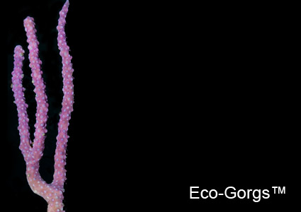 Eco-Gorgs