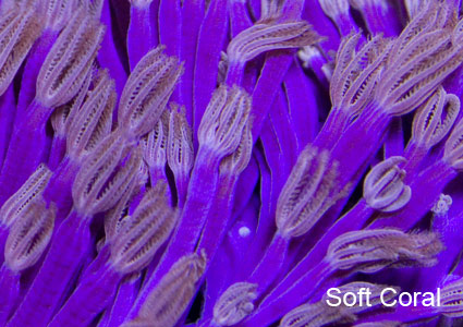 Soft Coral