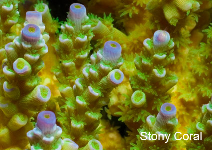 Stony Coral
