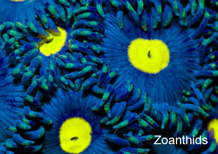 Zoanthids